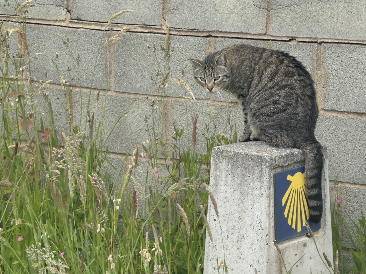 Katze auf Camino-Wegweiser